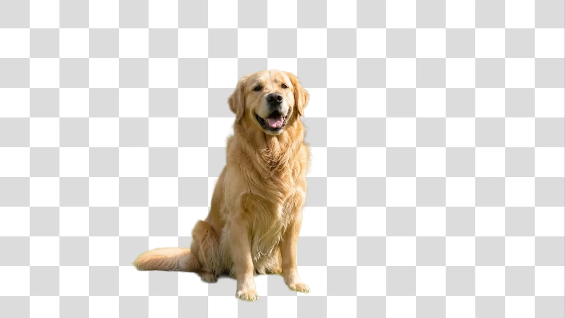 Before-and-after comparison of a golden retriever photo with the park background removed.